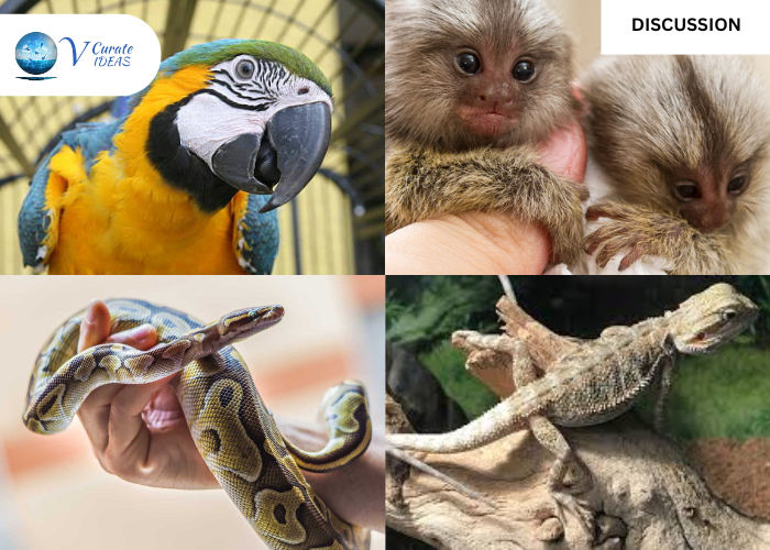 Should We Keep Exotic Animals as Pets?